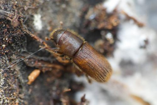 Hylurgus ligniperda
